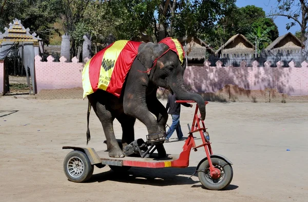 Hua Hin, Tayland: Fil gösterisinde performans. — Stok fotoğraf