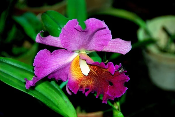 Penang, Malesia: Orchidea di Cattleya — Foto Stock