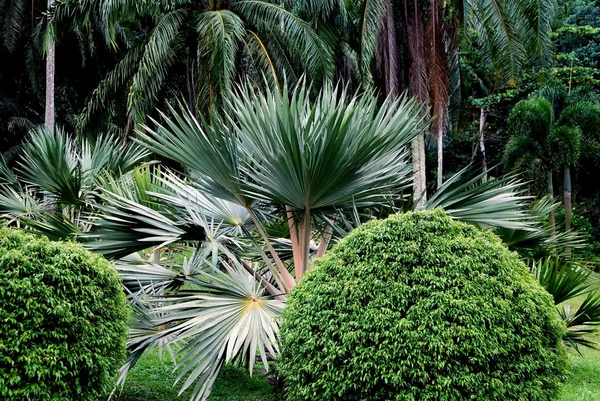 Penang, Malasia: Palmettos en el Jardín Botánico — Foto de Stock