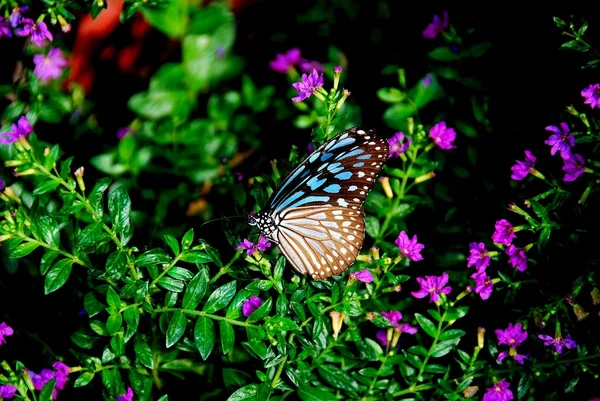 Batu Ferringhi, Malasia: Mariposas —  Fotos de Stock