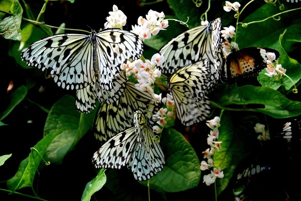 Batu ferringhi, malaysia: Schmetterlinge — Stockfoto