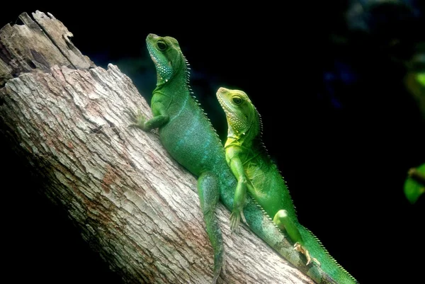 Batu ferringhi, malaysia: zwei grüne Eidechsen — Stockfoto