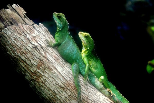 Бату Ферринги, Малайзия: Два зеленых ящера
