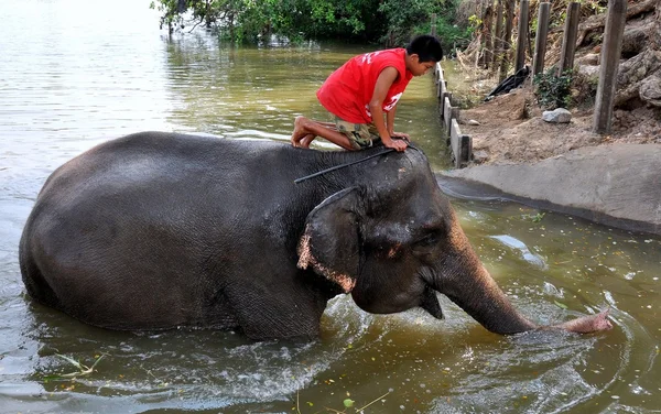 Ayutthaya, Tailândia: Elefante de equitação juvenil — Fotografia de Stock