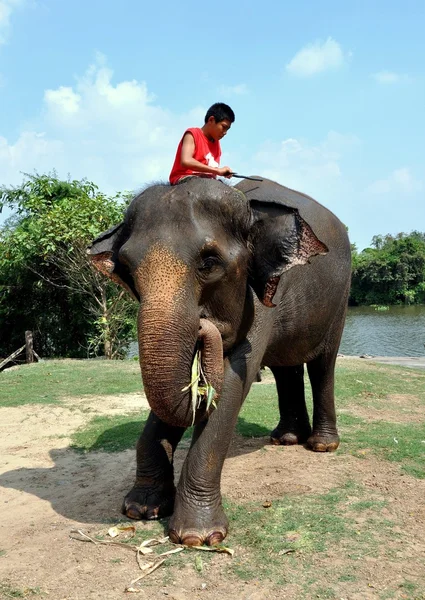 Ayutthaya, Tailândia: Elefante de equitação juvenil — Fotografia de Stock