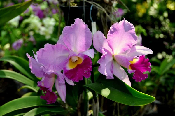 Amphawa, Thailandia: Orchidee viola di Cattleya — Foto Stock