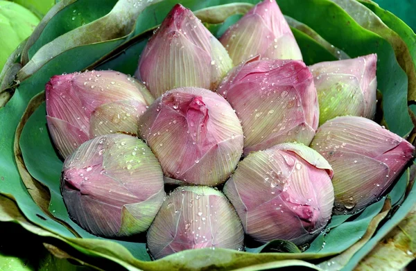 Бангкок, Таиланд: Lotus Flowers — стоковое фото