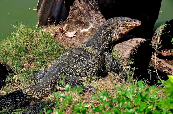 Bangkok, Thajsko: komodo dragon v lumphini park — Stock fotografie