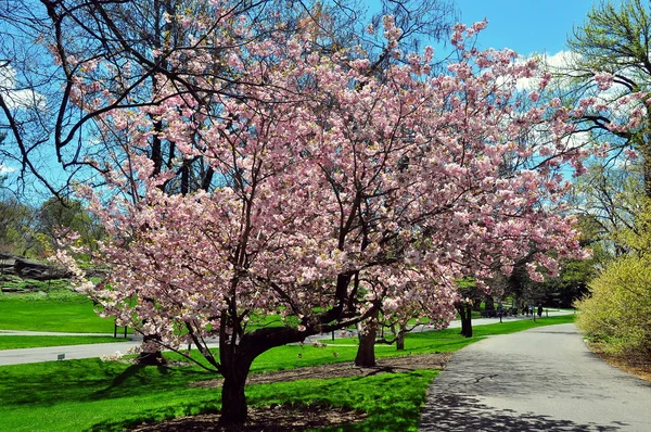 Bronx, ny: blühende Bäume im botanischen Garten — Stockfoto