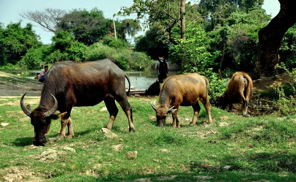 Ayutthaya, thailand: Wasserbüffel weiden auf Gras — Stockfoto