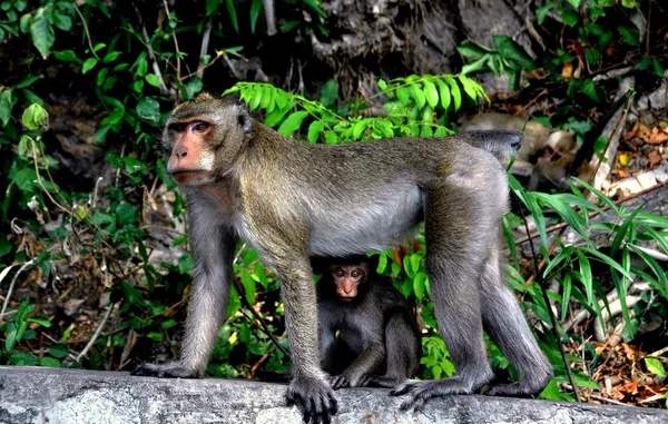 Bang Saen, Thailand: Mother and Baby Monkeys — Stock Photo, Image