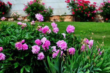 Cinsel ilişki, Pennsylvania: Pembe Peonies bir Amish Bahçe