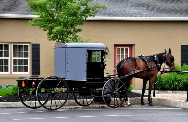 Relações sexuais, PA: Cavalo Amish e Buggy — Fotografia de Stock