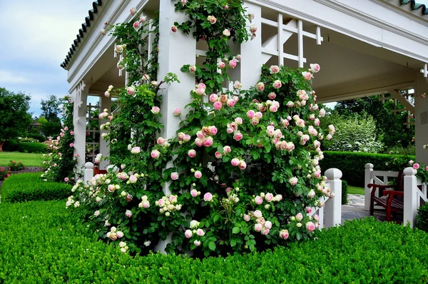 贺喜，pa: 赫尔希花园凉亭蔓生的玫瑰 — 图库照片