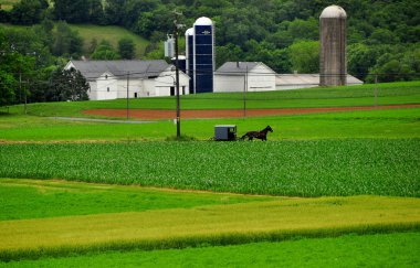 Strasburg, PA: Amish Buggy and Farmlands