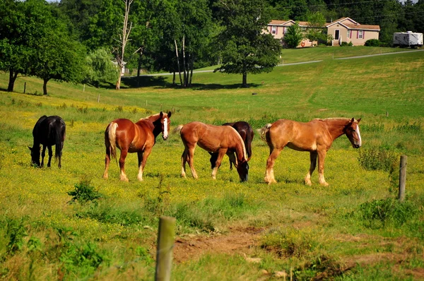 Condado de Lancaster, PA: Caballos de pastoreo — Foto de Stock