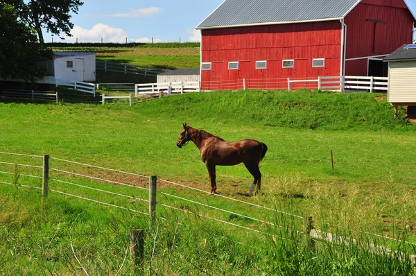 Condado de Lancaster, PA: Granero de caballos y Amish Rojo — Foto de Stock