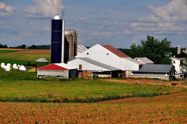 Condado de Lancaster, PA: Amish Farm — Fotografia de Stock