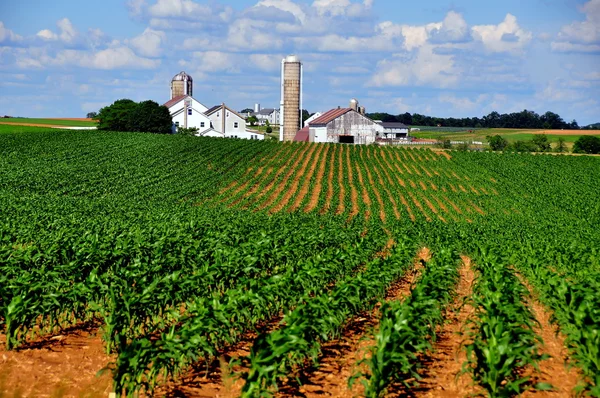 Condado de Lancaster, PA: Amish Farm — Fotografia de Stock