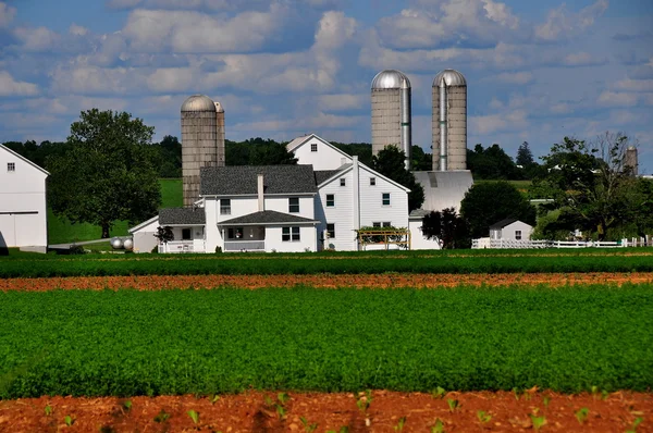 Condado de Lancaster, PA: Amish Farm — Fotografia de Stock