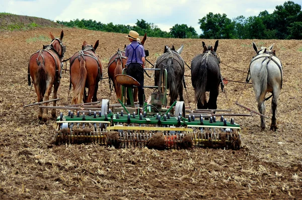 Lancaster County, PA: Amish Man Plowing Field — Stock Photo, Image