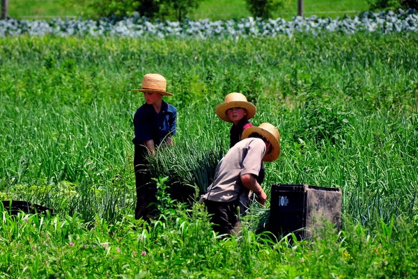 Condado de Lancaster, PA: Três jovens amish colhendo cebolinhas — Fotografia de Stock