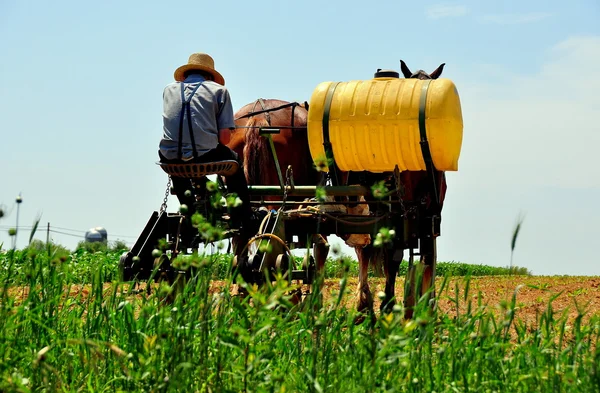 Lancaster County, PA: Amish Farmer Plowing Field — Stock Photo, Image