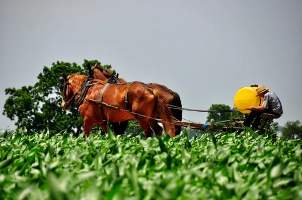 Condado de Lancaster, PA: Amish Man Plowing Field — Foto de Stock
