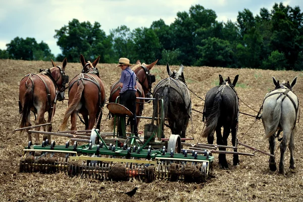 Ronks, Pennsylvania: Amish Youth Plowing Field — Foto de Stock