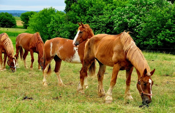 Condado de Lancaster, PA: Ganado de vacas en la granja Amish — Foto de Stock