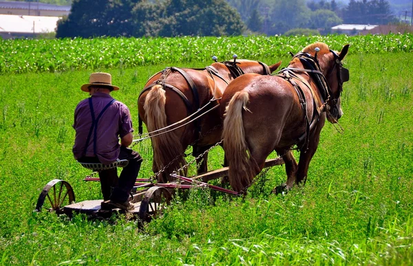 Lancaster County, PA: Amish Farmer Plowing Field — Stock Photo, Image