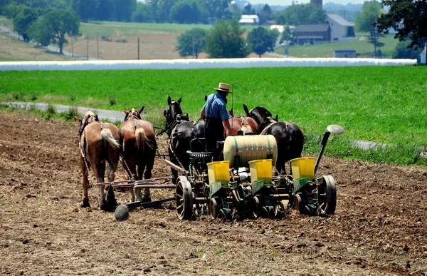 Lancaster County, PA: Amish Man Plowing Field — Stok fotoğraf