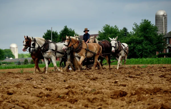 Contea di Lancaster, PA: Amish Farmer Plowing Field — Foto Stock