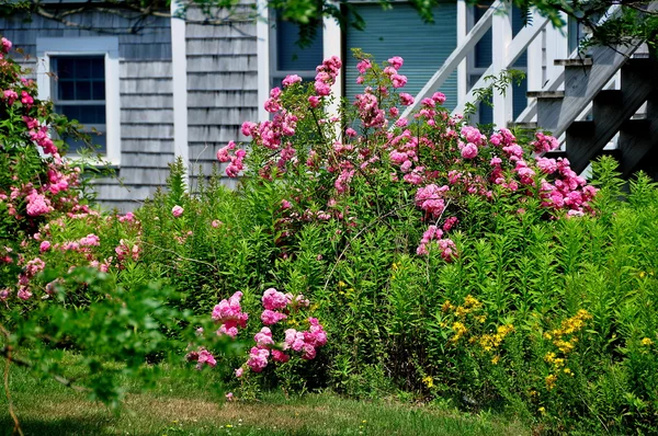 Chatham, MA: Climbing Pink Roses — ストック写真