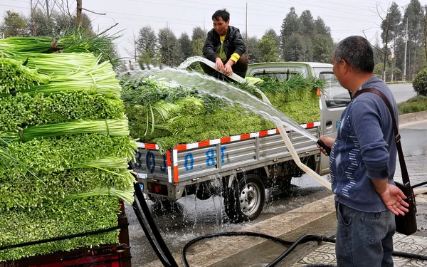 Pengzhou, Chine : Les agriculteurs arrosent les verts à l'ail — Photo