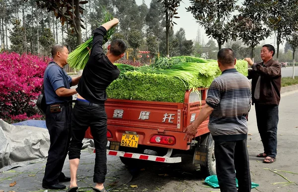 Pengzhou, Kina: Jordbrukare laddar grön vitlök — Stockfoto