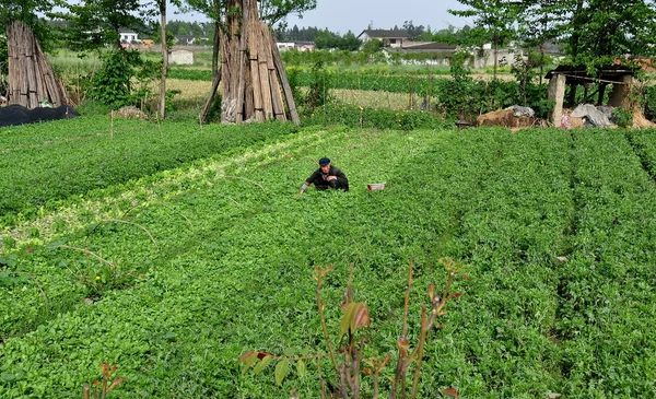 Pengzhou, China: Farmer Working in Field — Zdjęcie stockowe