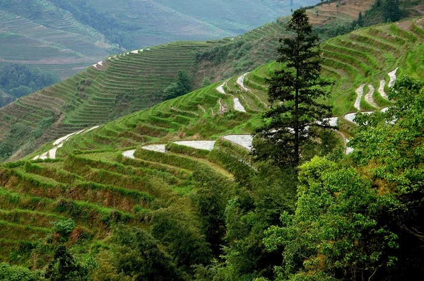 Longsheng, Čína: — Stock fotografie