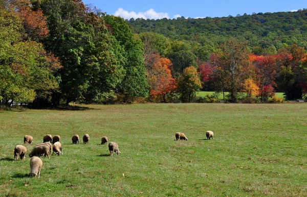 Hopewell Furnace, PA: Sheep Grazing in Meadow — 图库照片