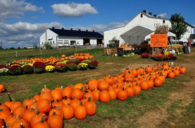 Ronks, PA: Pumpkin Patch Farm with Pumpkin Displays