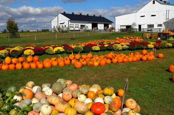 Ronks, PA: Pumpkin Patch Farm Selling Pumpkins — Stock fotografie