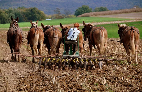 Lancaster County, Pennsylvania:  Amish Youth Plowing Field — Stock Photo, Image