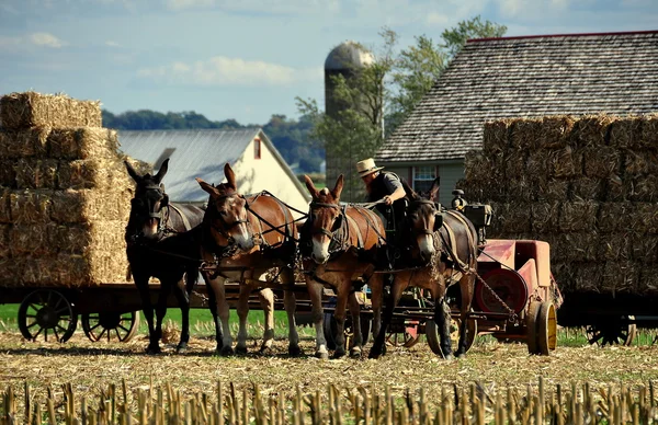 Lancaster County, PA: Amish Man — Stock Photo, Image