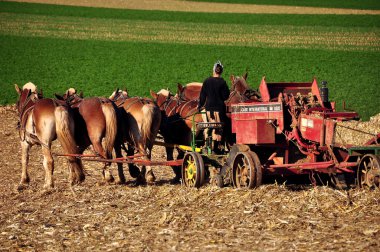 Lancaster County, Pennsylvania: Amish kadın at ile