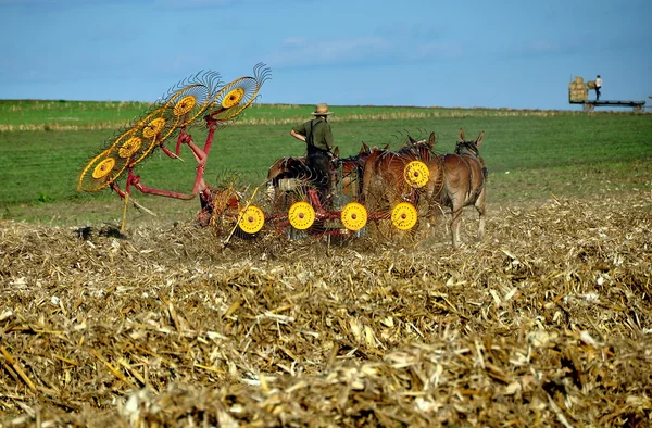 Contea di Lancaster, Pennsylvania: Agricoltore Amish che lavora nel campo — Foto Stock