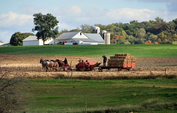 Lancaster County, Pensylvania: Amish Farmer in Field — Stock Photo, Image