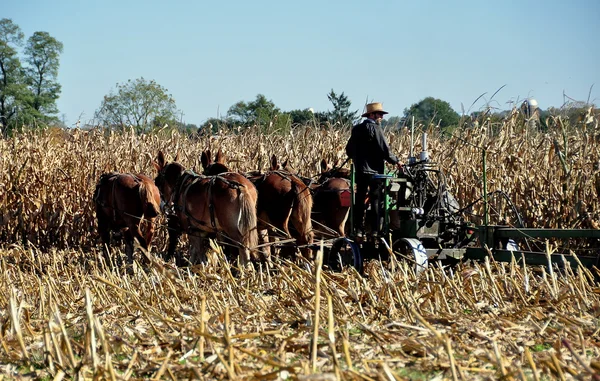 Condado de Lancaster, Pensilvânia: Agricultor Amish com Burros — Fotografia de Stock