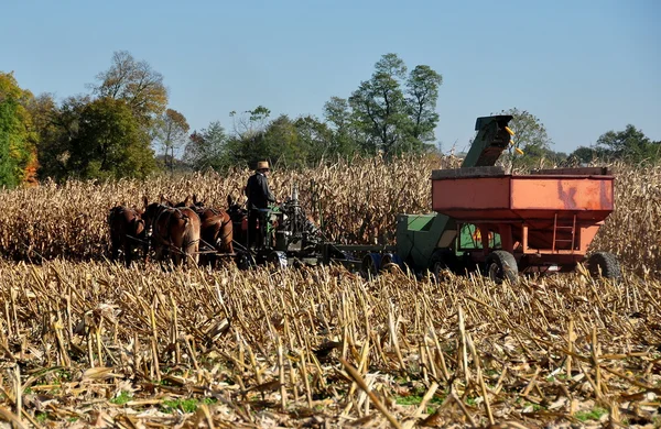 Livia rcounty, Pennsylvania: agricoltore Amish — Foto Stock