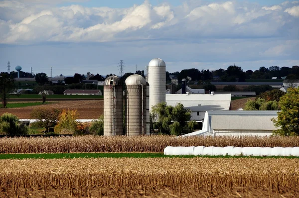 Lancaster County, Pennsylvania: Cornfield and Amish Farm — Stock Photo, Image