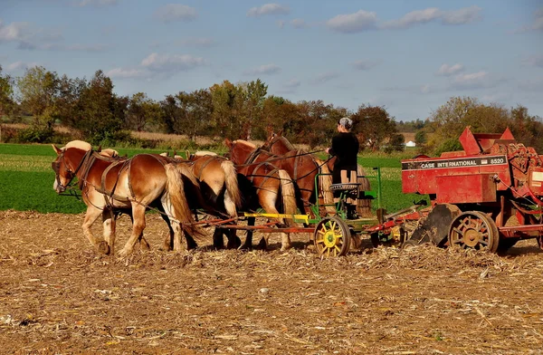 Lancaster County, Pennsylvania:  Amish Farmer — Stock Photo, Image